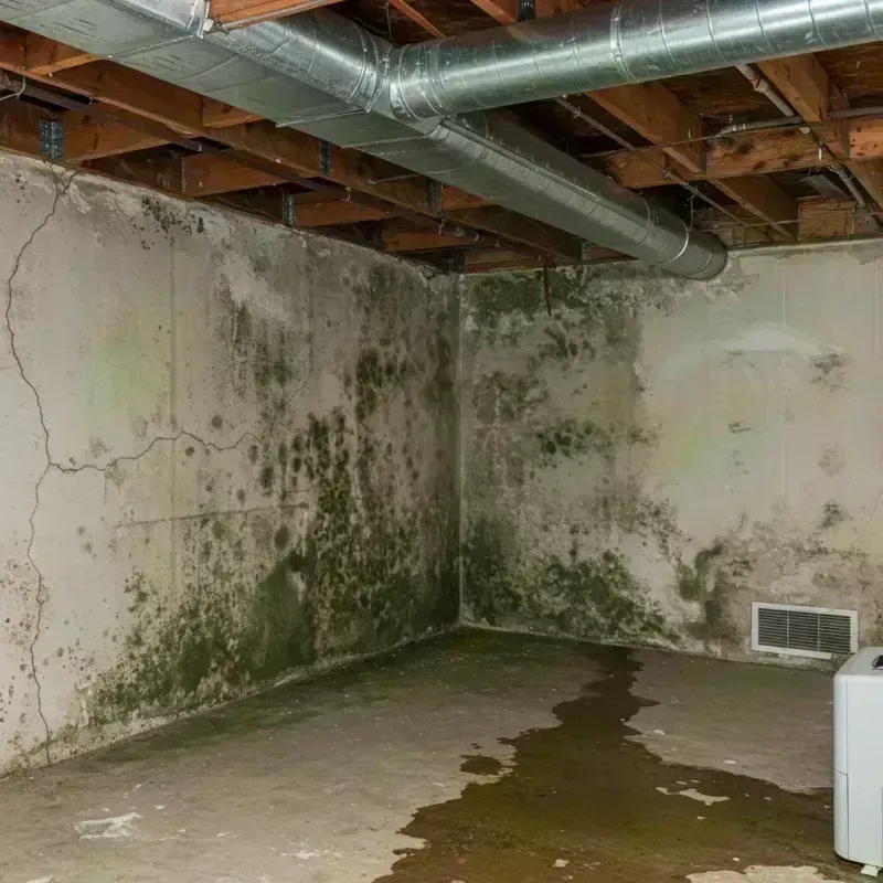 Professional Mold Removal in Jefferson County, OR